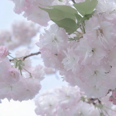 甘洛FurryQQ群介绍